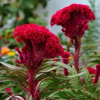 100 кусочков петуха [купить 2 получить 1 бесплатно]