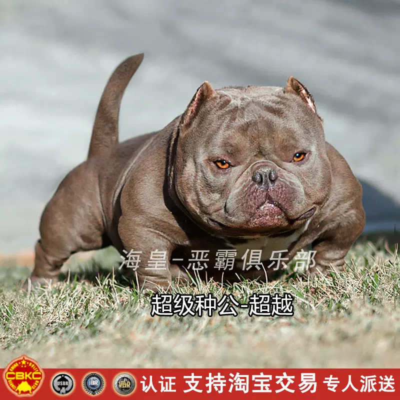 北京海皇恶霸犬舍出售美国恶霸赛级口袋体特体恶霸幼犬可现场视频