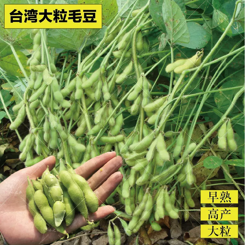 春季早熟毛豆种子菜用大豆高产种菜55天菜种子四季播农家蔬菜种孑