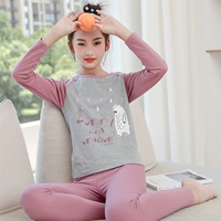 705f Douzan Bear (Lycarton Cotton)