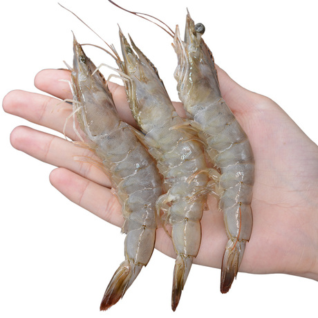 【小烟儿】新鲜青岛野生海捕大青虾鲜活虾冰鲜对虾冷冻虾 半斤装