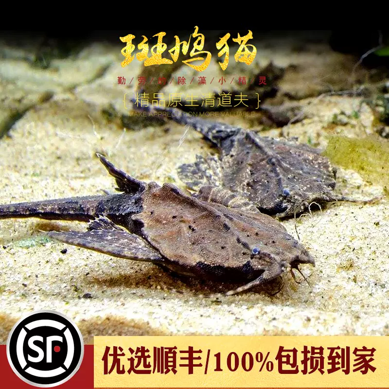 古代蝴蝶鱼飞蝶鱼龙鱼大型热带鱼淡水缸小型上层鱼进口稀有鱼活体