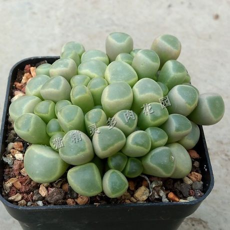 多肉植物 五十铃玉番杏科有根群生老桩一物一拍外圈叶子易折有伤