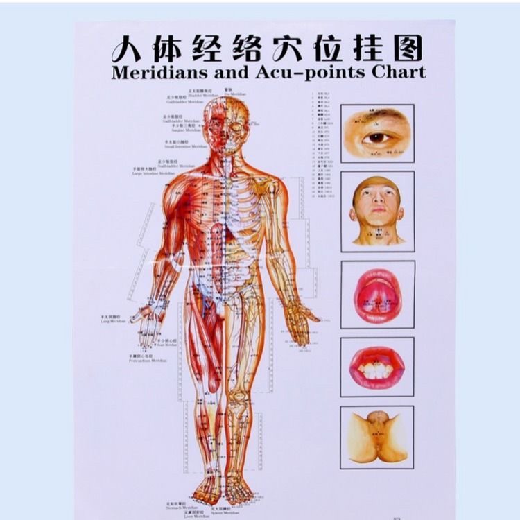 [USD 5.25] Standard acupuncture map acupuncture and moxibustion wall ...