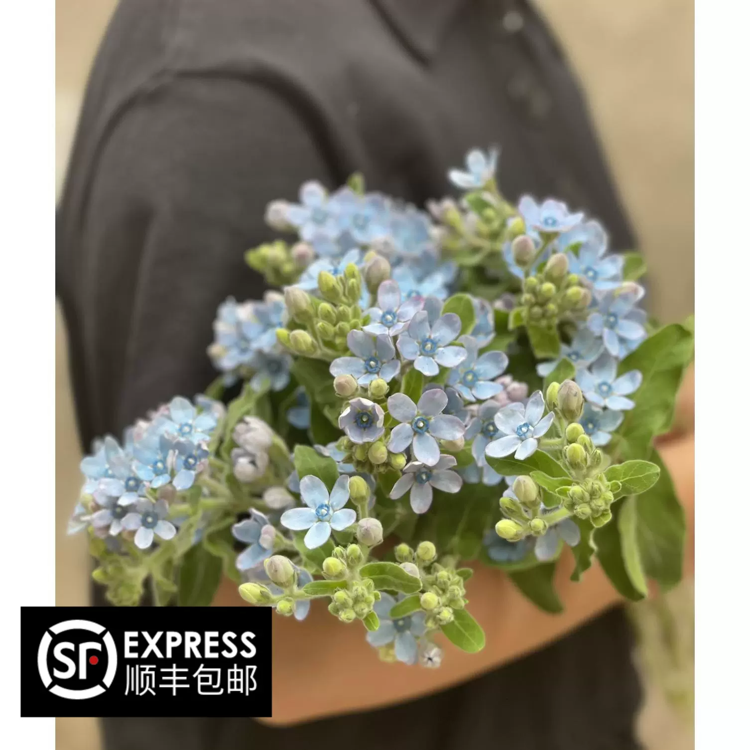 新鲜叶上花叶上白六月积雪花店用花配花配草家居插花