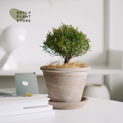 Dolv Dolv Gold Coast Xiaye Chinan деревянный глитанский палатный палатный настольный настольный компьютер