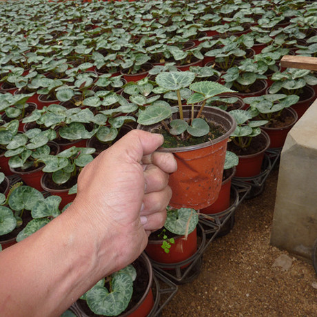 仙客来花苗 仙客来苗 24元包邮 山东仙客来 3.6元1株停发