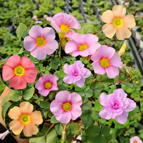 H Импортированная крытая и наружная южноафриканская трава, насадка, посадка цветов, цветочный цветок.