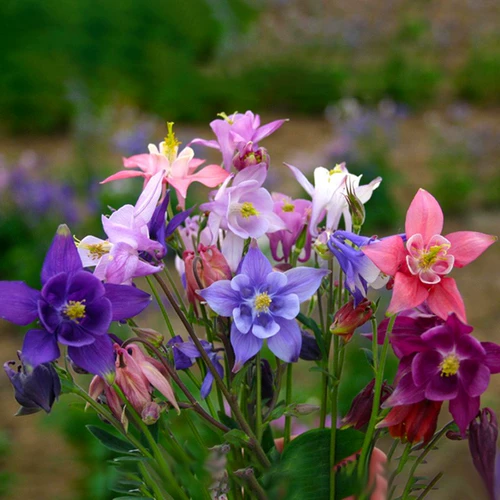 H Многолетние тяжелые лепестки, большие цветы, большие цветы, цветная капуста, цветы, цветы, крытый и открытый карликовая слава сады семена n -gold