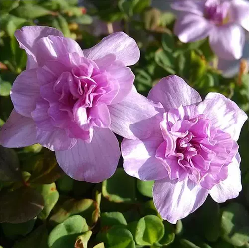 H Импортированная крытая и наружная южноафриканская трава, насадка, посадка цветов, цветочный цветок.