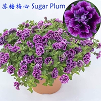 Стоматологический -все -достойный карликовый коровь