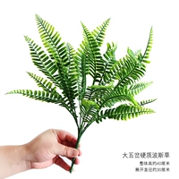 Большая пятерка жесткая персидская трава