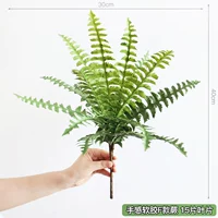 Мягкий папоротник F