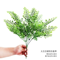 Большая пятерка жесткая мимоза