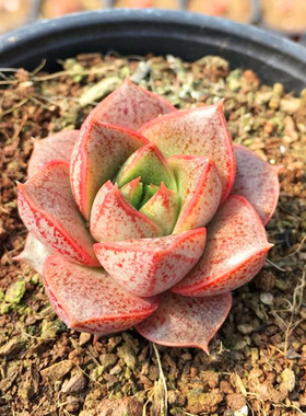 爱逛街为您找到肉肉绿植相关的宝贝,您可以在下面的