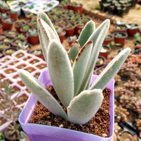 18元包邮 月兔耳 多肉植物阳台花卉盆栽绿植小兔子小盆景景天科