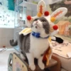 Товары от 喂瞭猫萌宠服饰店