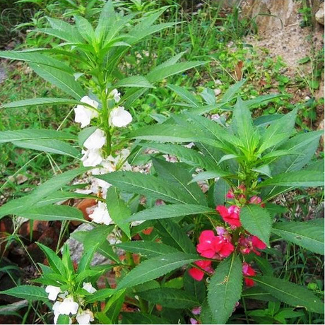 鳳仙花種子