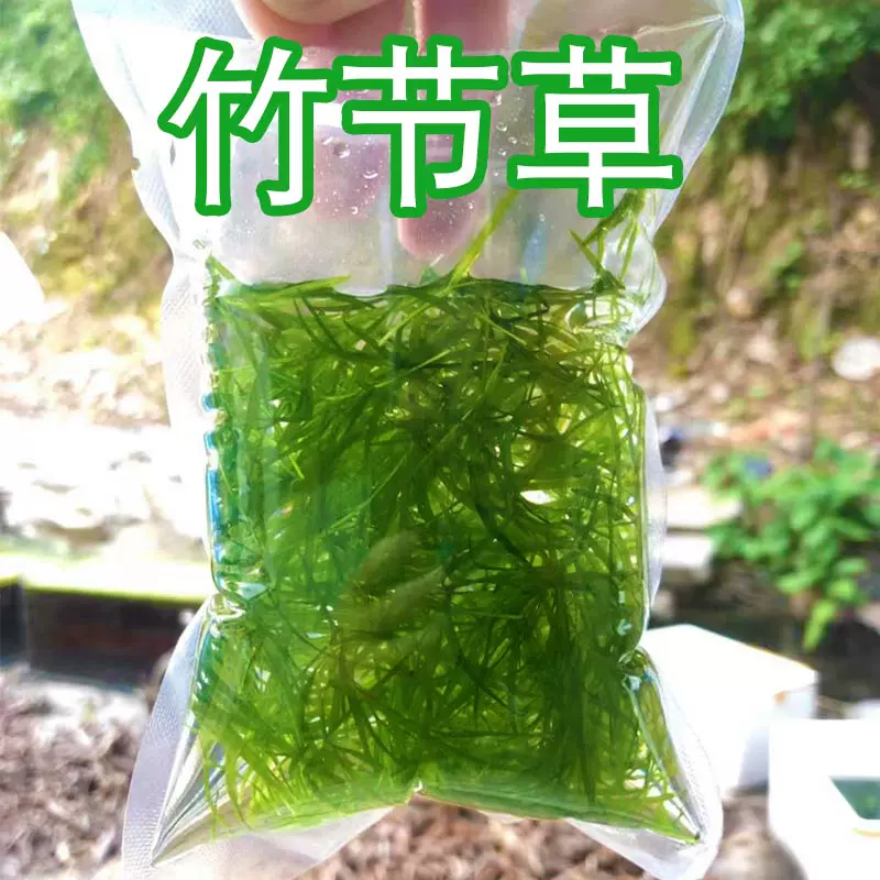 香槟树造景天然香槟木沉木木树干森林造景树桩水草缸鱼缸水族-Taobao