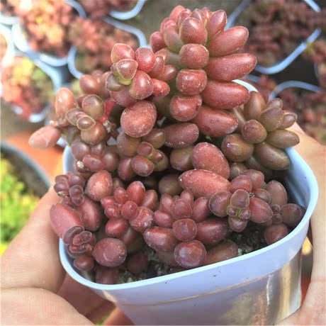 珊瑚珠群生老桩多肉植物上帝的彩色板大连多肉大棚批发特价