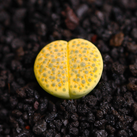 黄微纹玉c363多肉植物生石花多肉石头石生花屁屁股花绿植点翠苑
