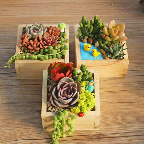 两份包邮|多肉植物组合盆栽diy套餐含盆含土含花盆微景观