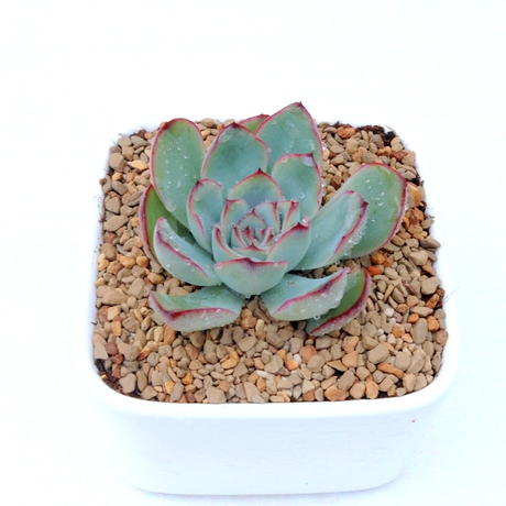 花月夜 多肉植物 原版花月夜 月影系列 像月光女神 5-7cm