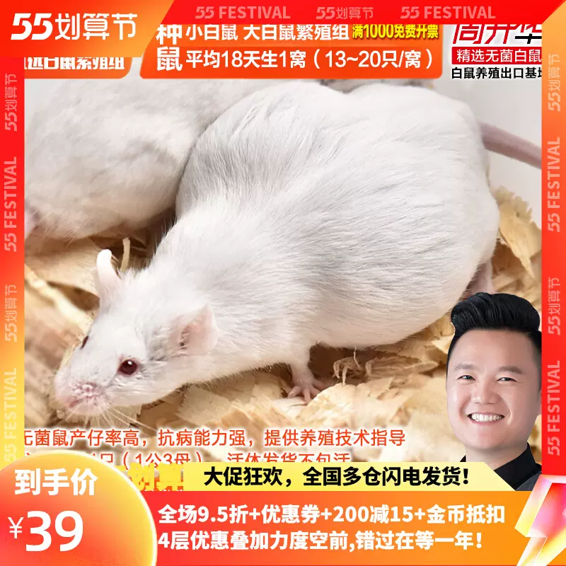 网红无菌活体大白鼠小白鼠花枝鼠繁殖组种鼠1公3母产仔量高抗病强