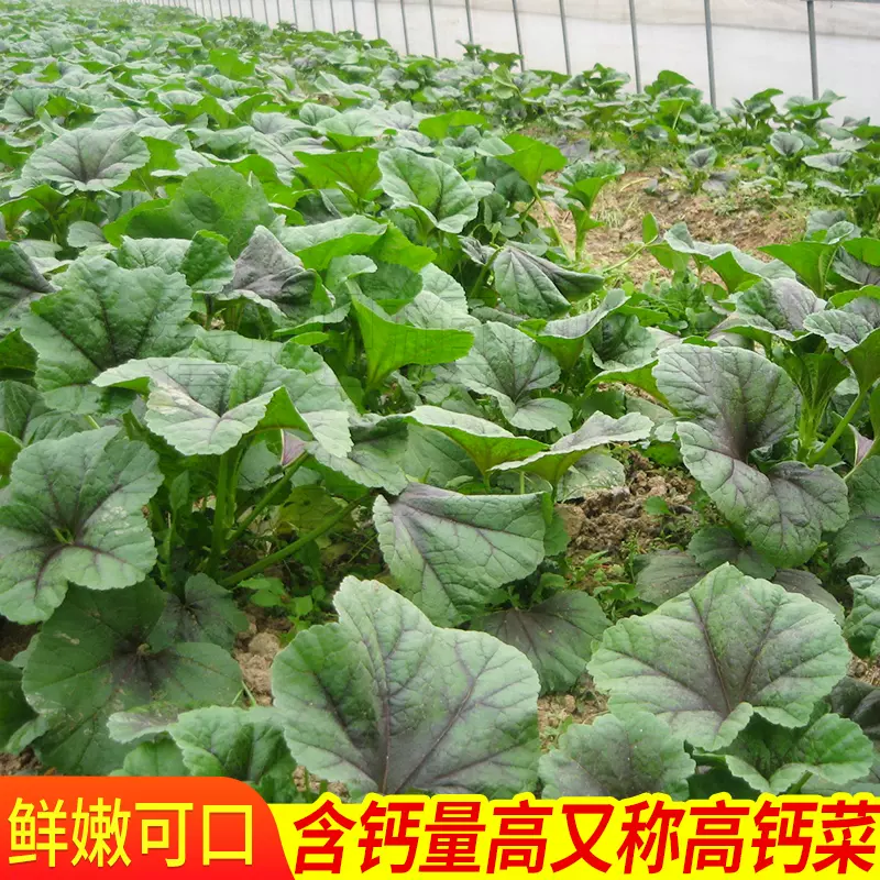 特色冬寒菜种子保健菜冬苋菜马蹄莱儿童高钙野菜农家