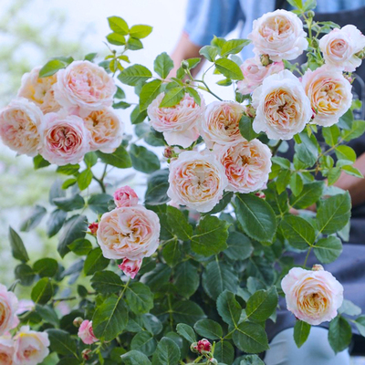 taobao agent Huihui's flower garden rose flower seedlings Monet and other diligently open up and disease -resistant balcony garden garden rose pot planting seedlings