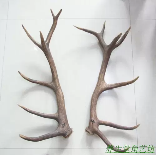 天然整棵马鹿角原料 原生鹿角摆件 刀柄材料 一棵鹿角饰品