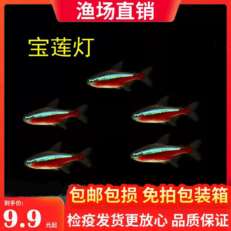 熱帶魚小型魚彩裙魚彩旗魚活體觀賞魚淡水魚小型魚彩色魚包活好養 Taobao