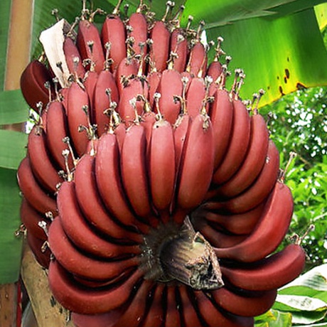 精选一级南洋红香蕉新鲜水果玫瑰红皮美人banana非皇帝蕉5斤包邮