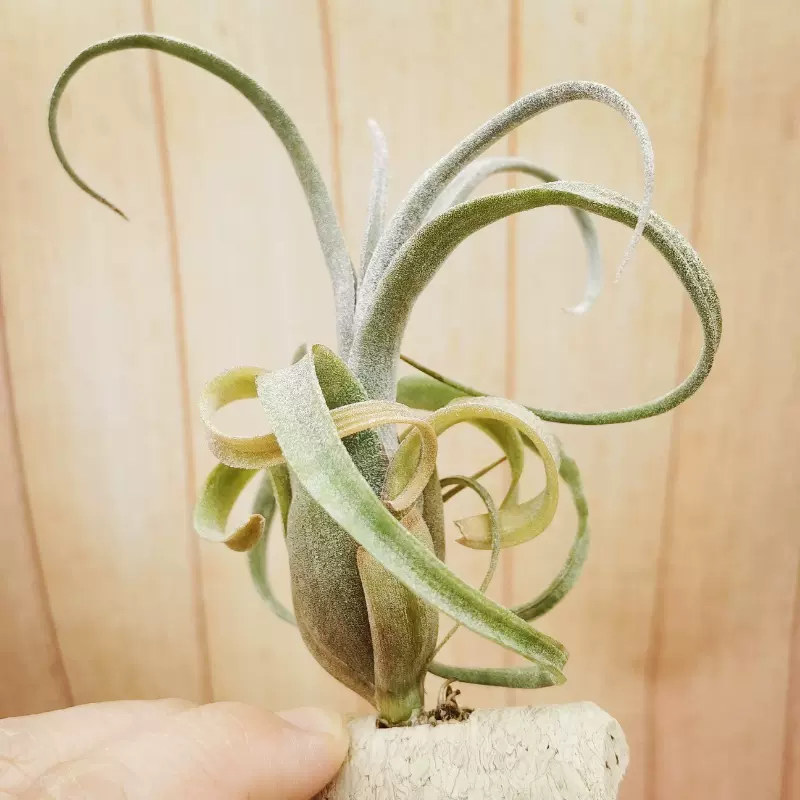 空气凤梨【展示】Tillandsia Upper Class 柔婷×霸王- Taobao