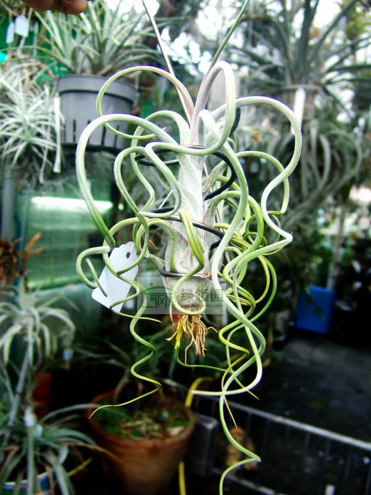 空气凤梨【展示】Tillandsia Upper Class 柔婷×霸王- Taobao