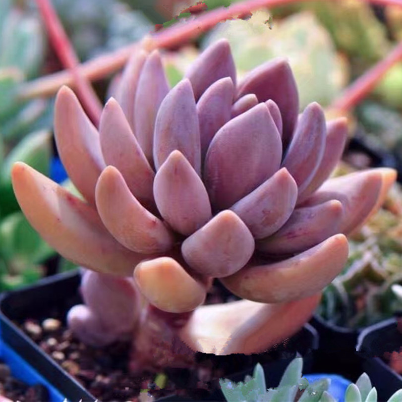 满额包邮多肉植物【紫丽殿】阳台萌系绿色的肉多植物花卉盆栽