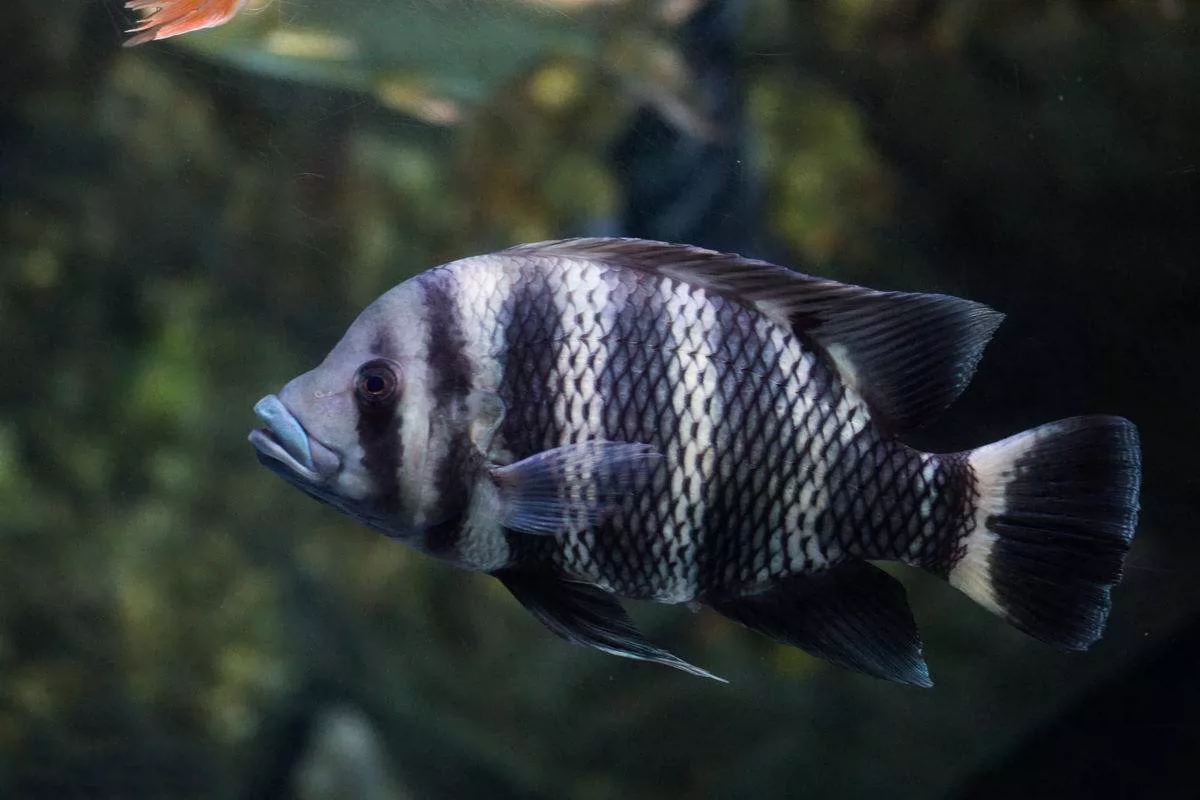 热带淡水观赏鱼大型鱼活体德州豹凶猛肉食鱼绿巨人满天星鱼可混养