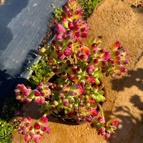 Мисс Ронг Гард № 10 Клифф, Поли -голова, старое сочное растение Юньнань Сочная трансляция