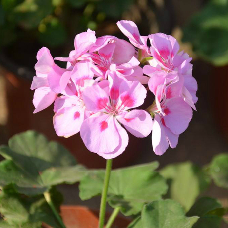 爱逛街为您找到天竺葵纯露相关的宝贝,您可以在下面的板块中挑选喜欢