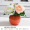 橙白玫瑰+橙色花瓶