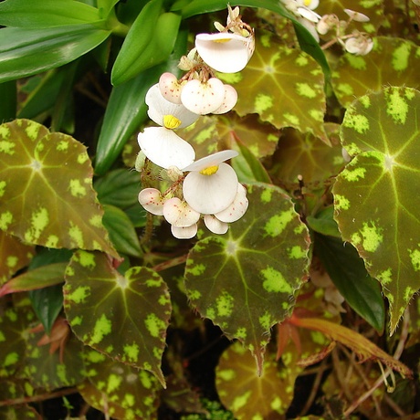 现货- begonia bowerae`tiger`睫毛 秋海棠/原种秋海棠/观叶植物