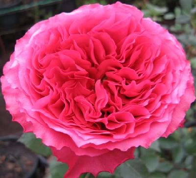 桃红舞裙/康帕内拉亮粉 月季