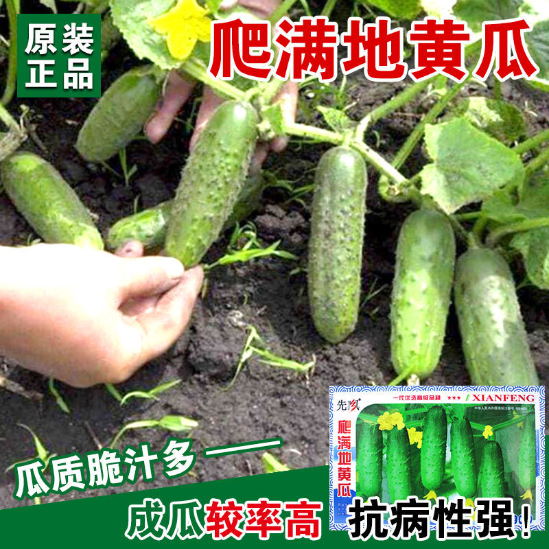 Oriental Four Season Bokchoy Seeds 1000粒中国四季菜心种子 2020年种子 Details about   1 bag of 1000 