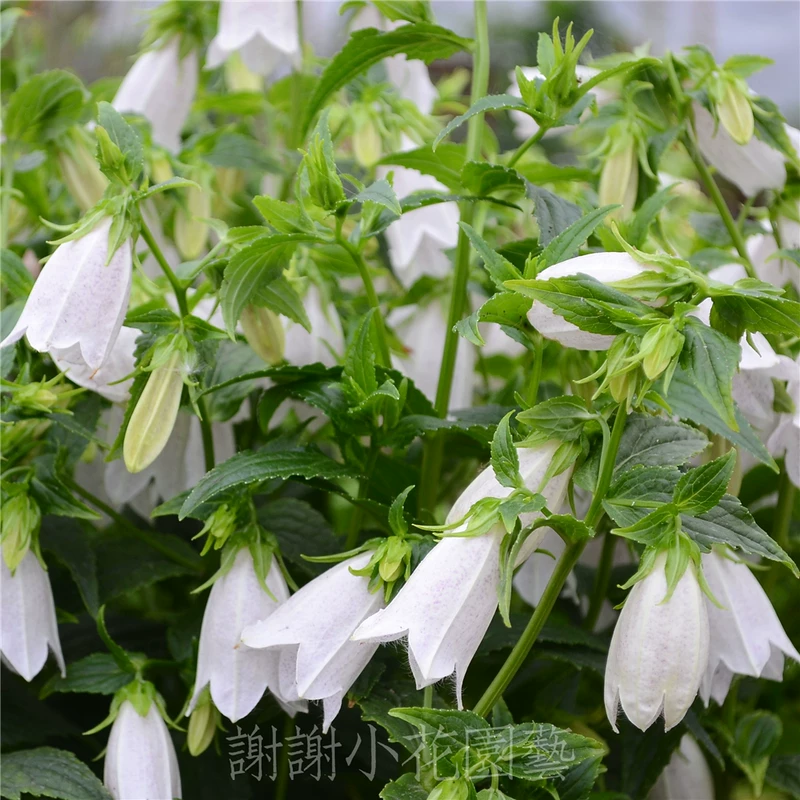 Спасибо Xiaohua Zhushima Wind Bell Cao Stone Purple Poor Bells and White Flower Single Cereal Pot resistant Potted Plants