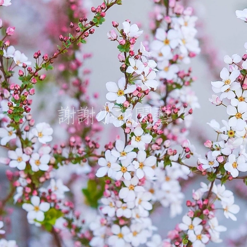 Спасибо Xiaohua Flower Flower Snow Liu Miao розовый снежный снег горшок с горшками на балкон -балконе терраса