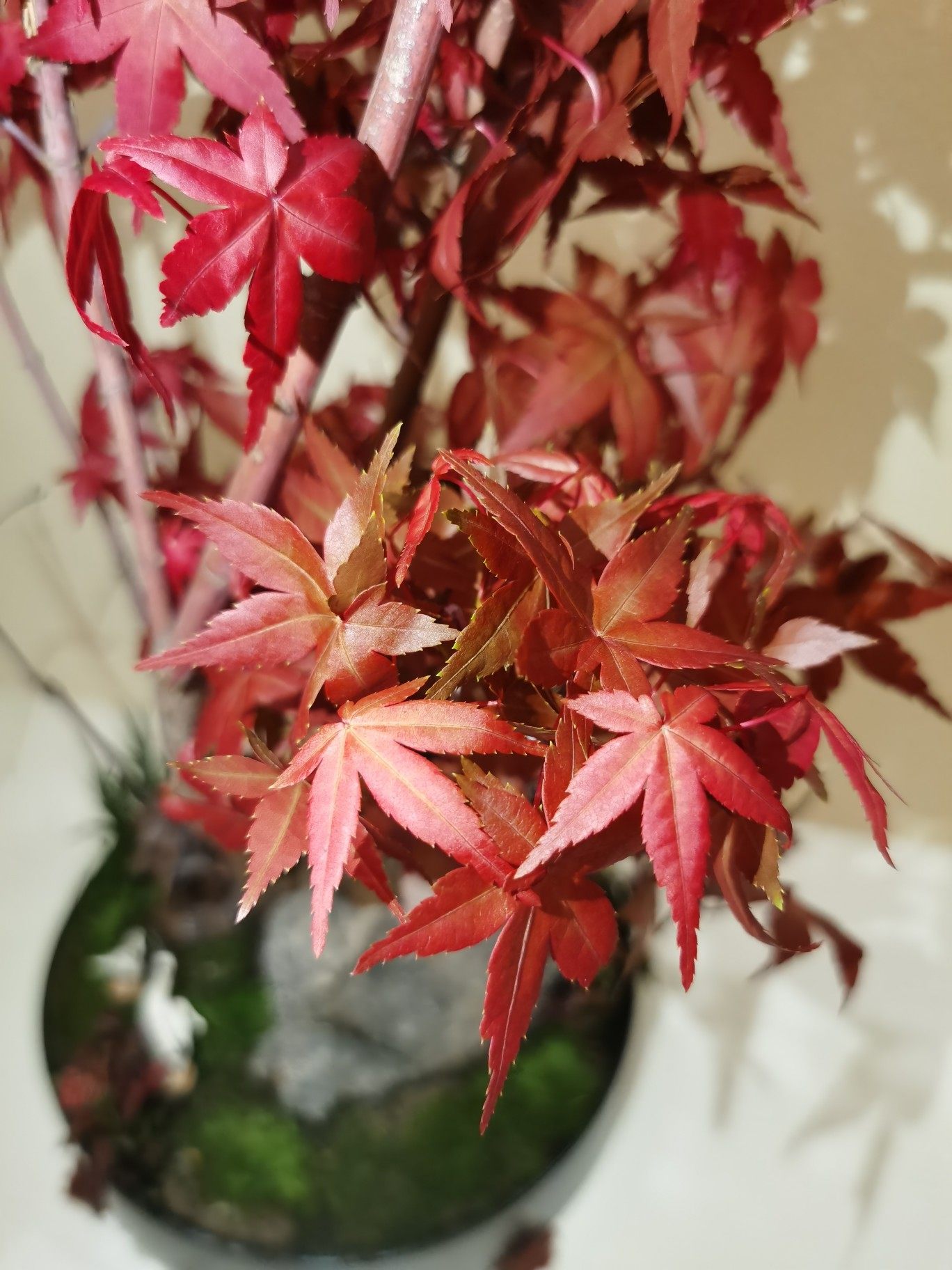 日本红枫黄金枫盆景橙之梦红枫三季黄枫树阳台办公室植物绿化空气