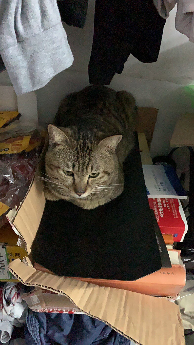 拜卡猫鼻支离胺酸猫支鼻治疗药速眼药水诺猫咪感冒药滴眼液打喷嚏