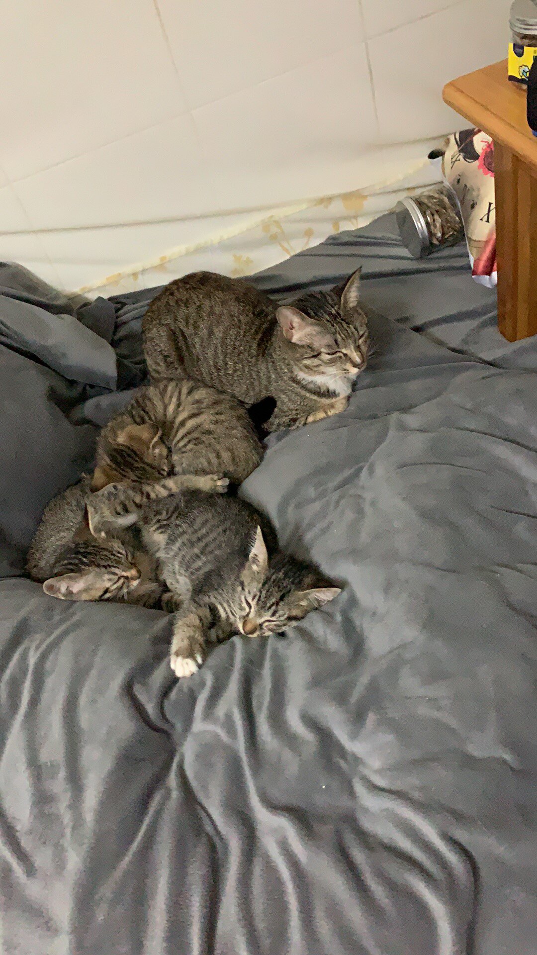 拜卡猫鼻支离胺酸猫支鼻治疗药速眼药水诺猫咪感冒药滴眼液打喷嚏