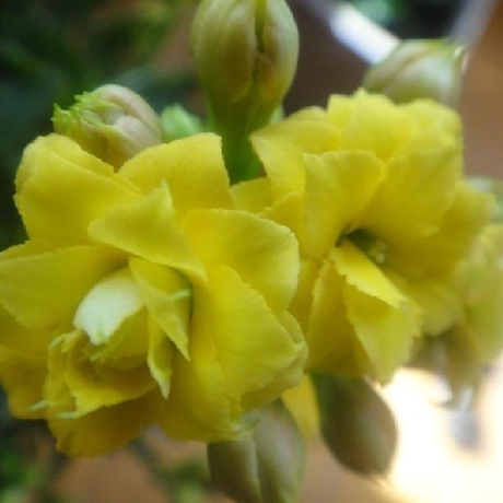 重瓣长寿花-太阳舞