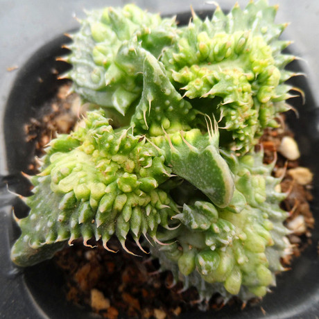 多肉植物狂澜怒涛室内盆栽净化空气防辐射盆栽植物番杏科